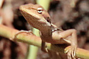 Northern Pilbara Tree Dragon (Diporiphora vescus)